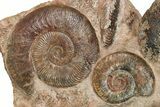 Tall, Jurassic Ammonite (Hammatoceras) Display - France #279365-3